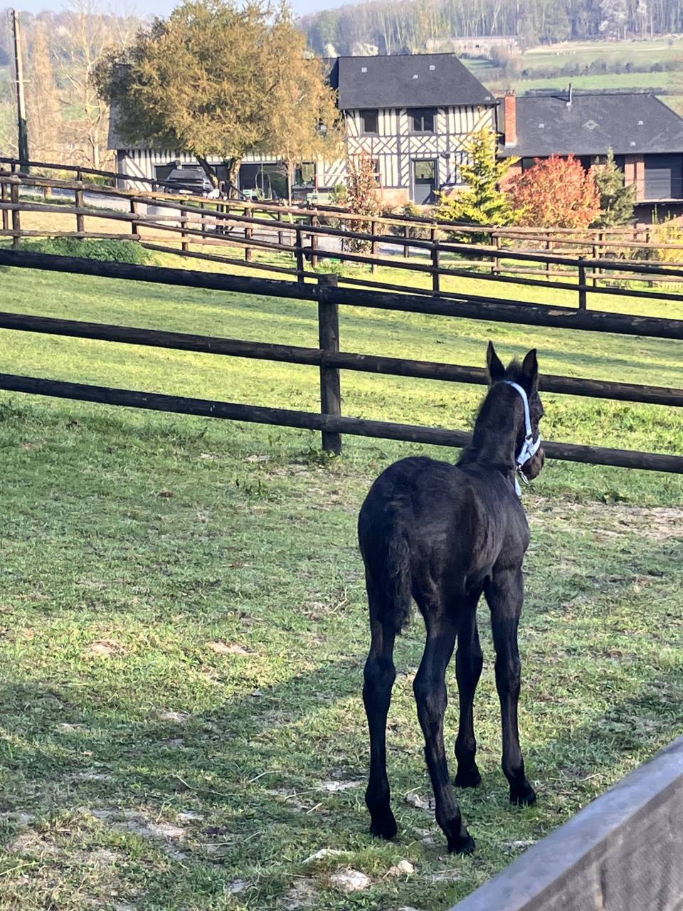 Filly Friesian For sale 2025 Black