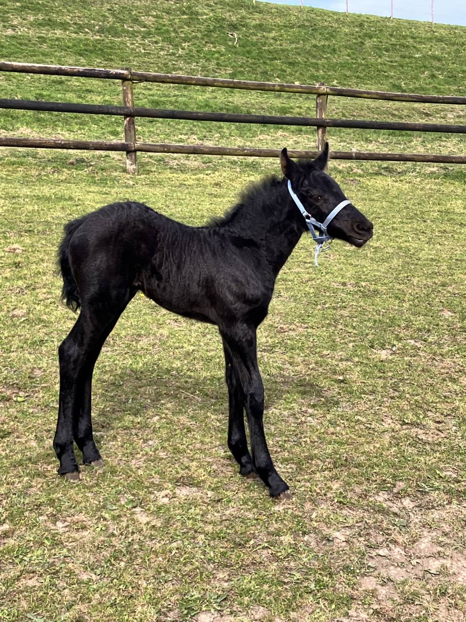 Filly Friesian For sale 2025 Black