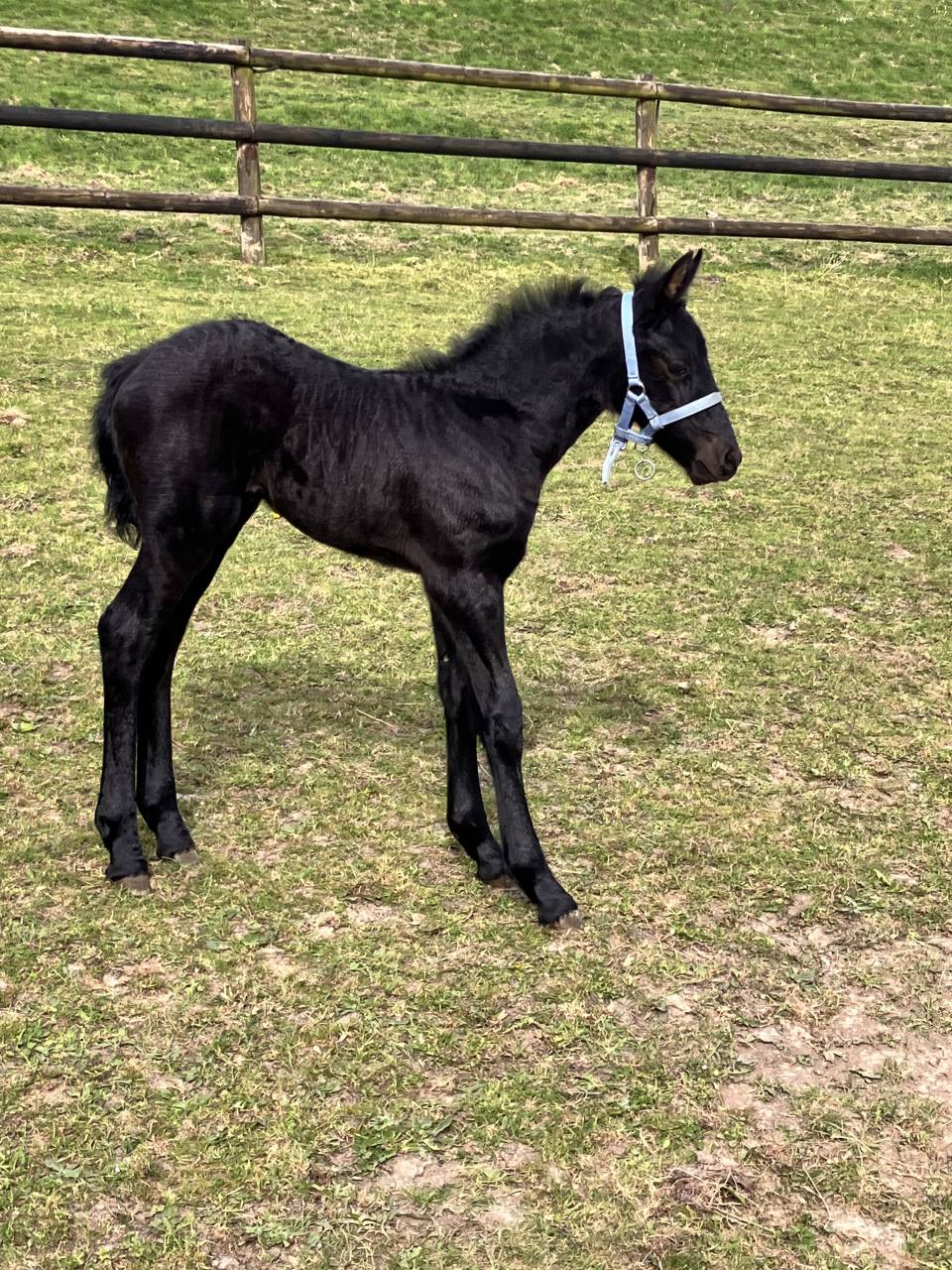 Filly Friesian For sale 2025 Black