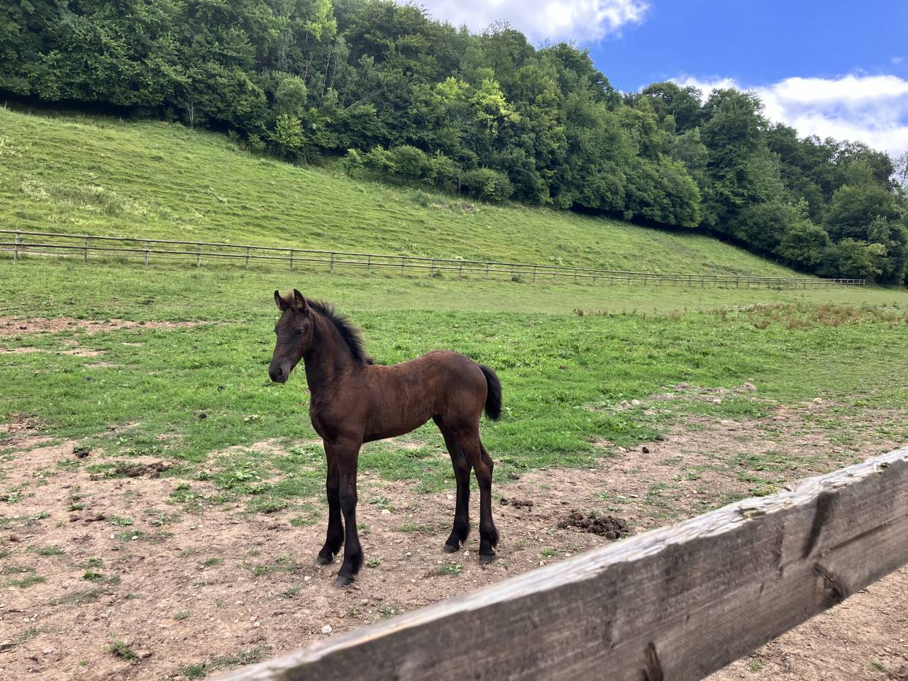 Filly Friesian For sale 2025 Black