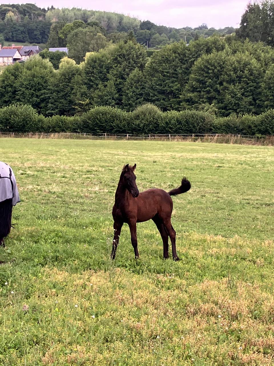 Filly Friesian For sale 2025 Black