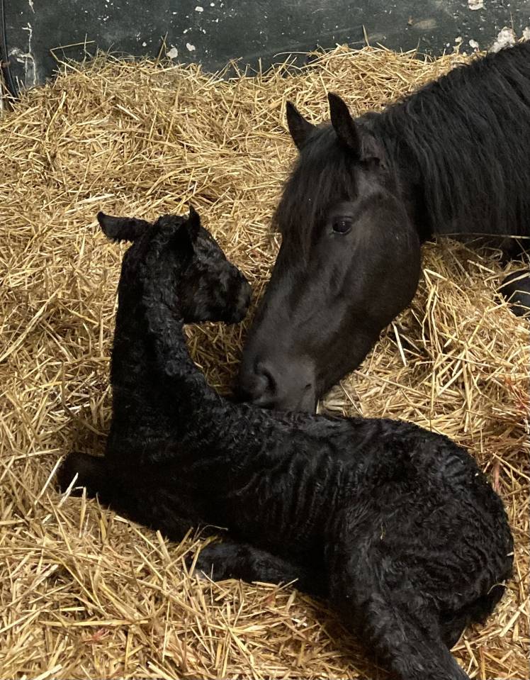 Filly Friesian For sale 2025 Black