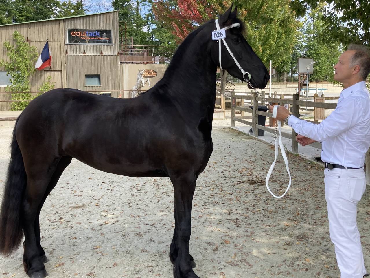 Filly Friesian For sale 2025 Black