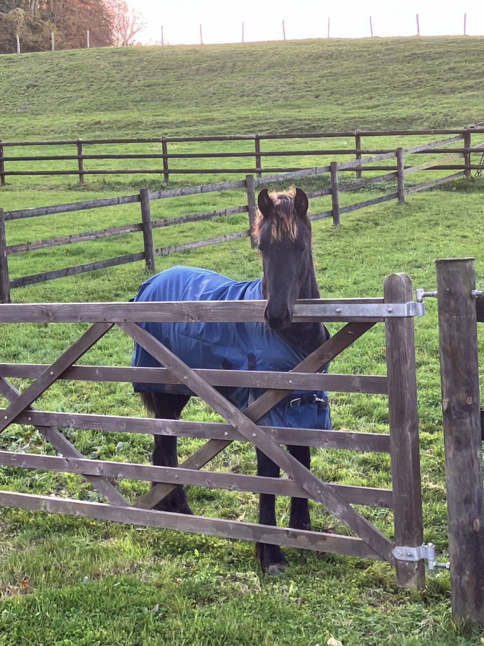 Filly Friesian For sale 2025 Black