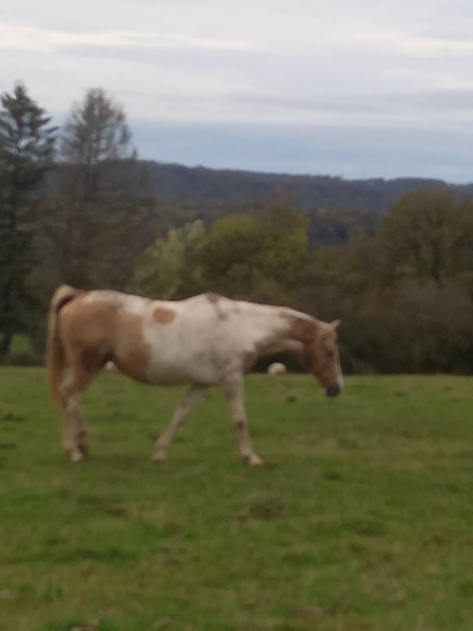 Mare Palomino For sale 2009 Coloured