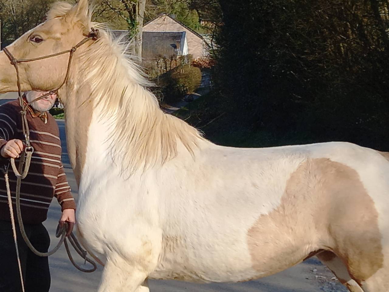 Mare Palomino For sale 2009 Coloured