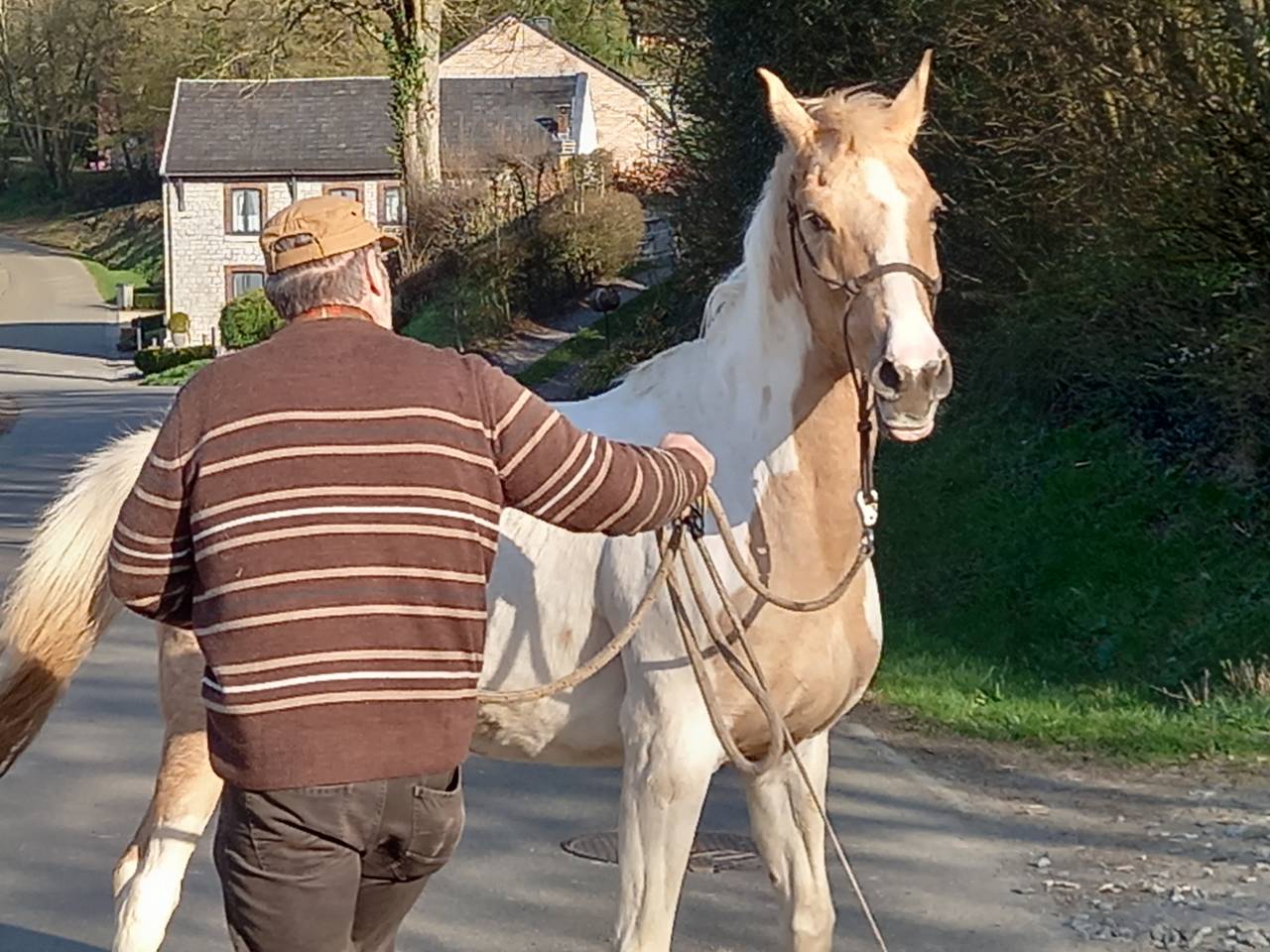 Mare Palomino For sale 2009 Coloured