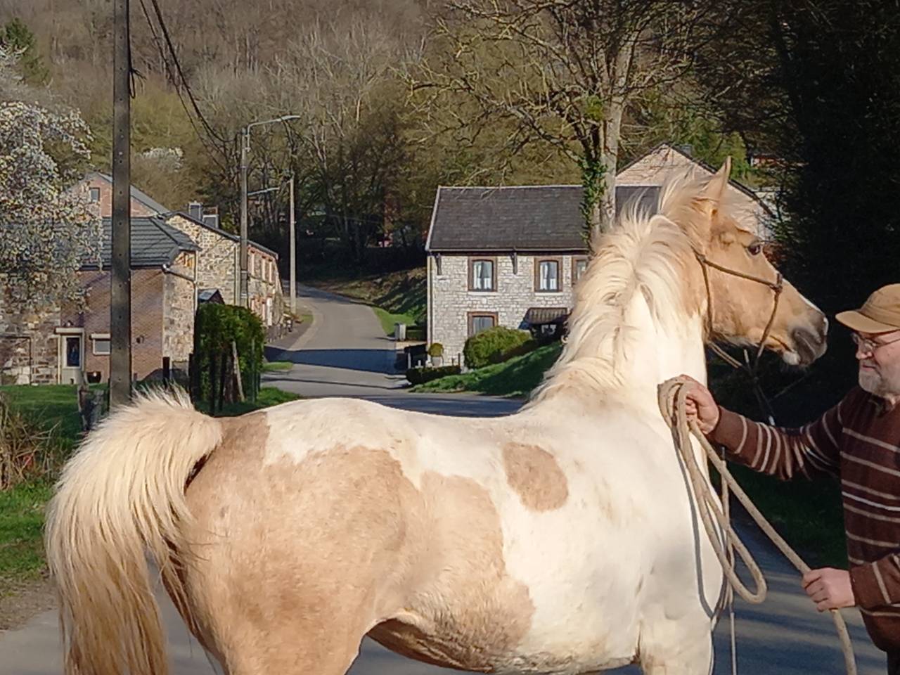 Mare Palomino For sale 2009 Coloured