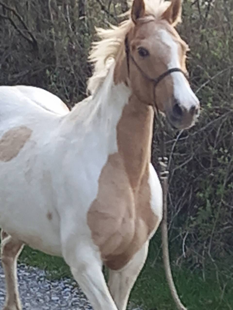 Mare Palomino For sale 2009 Coloured