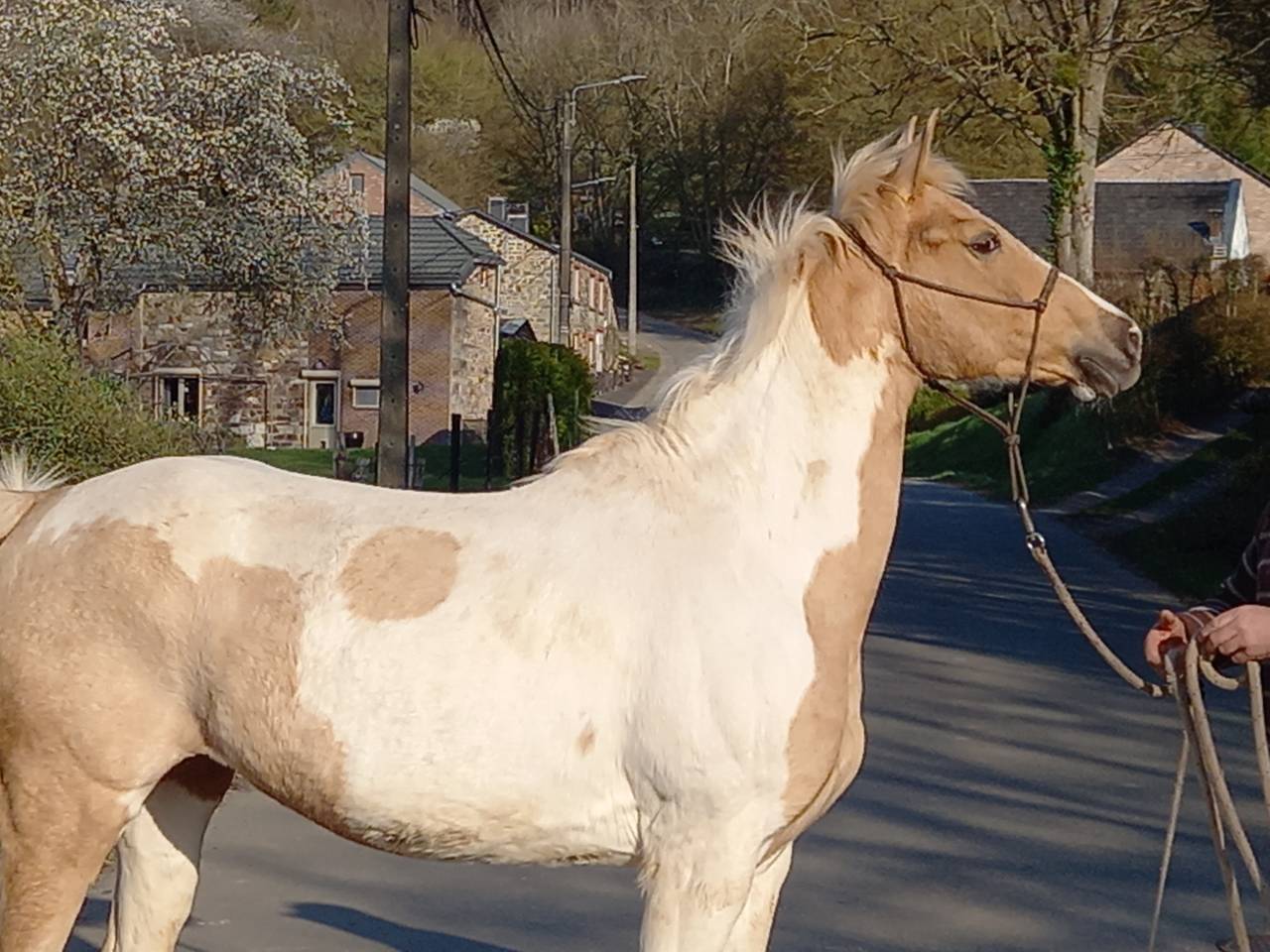 Mare Palomino For sale 2009 Coloured
