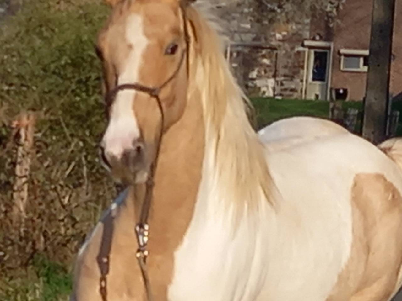 Mare Palomino For sale 2009 Coloured