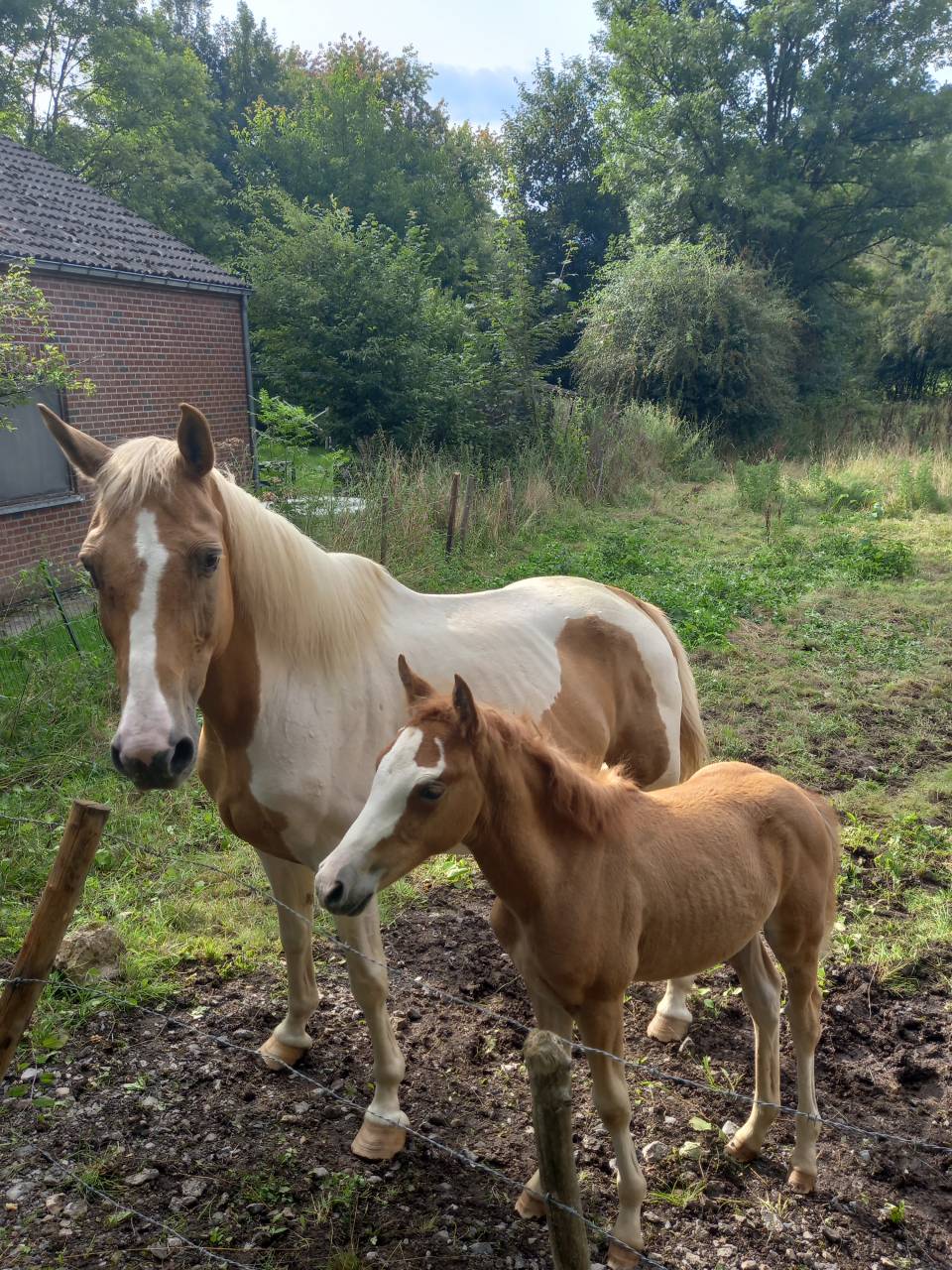 Mare Palomino For sale 2009 Coloured