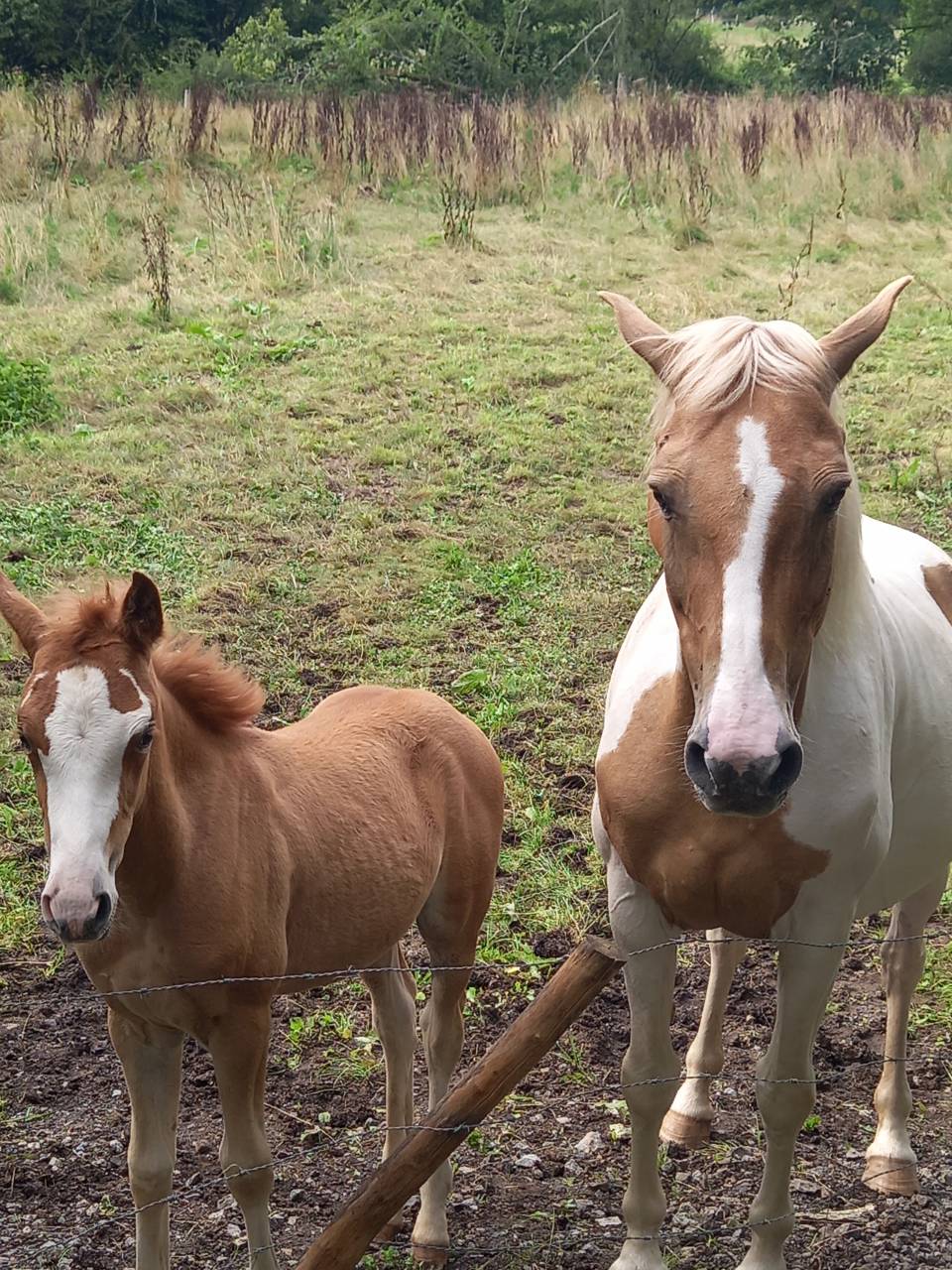 Mare Palomino For sale 2009 Coloured