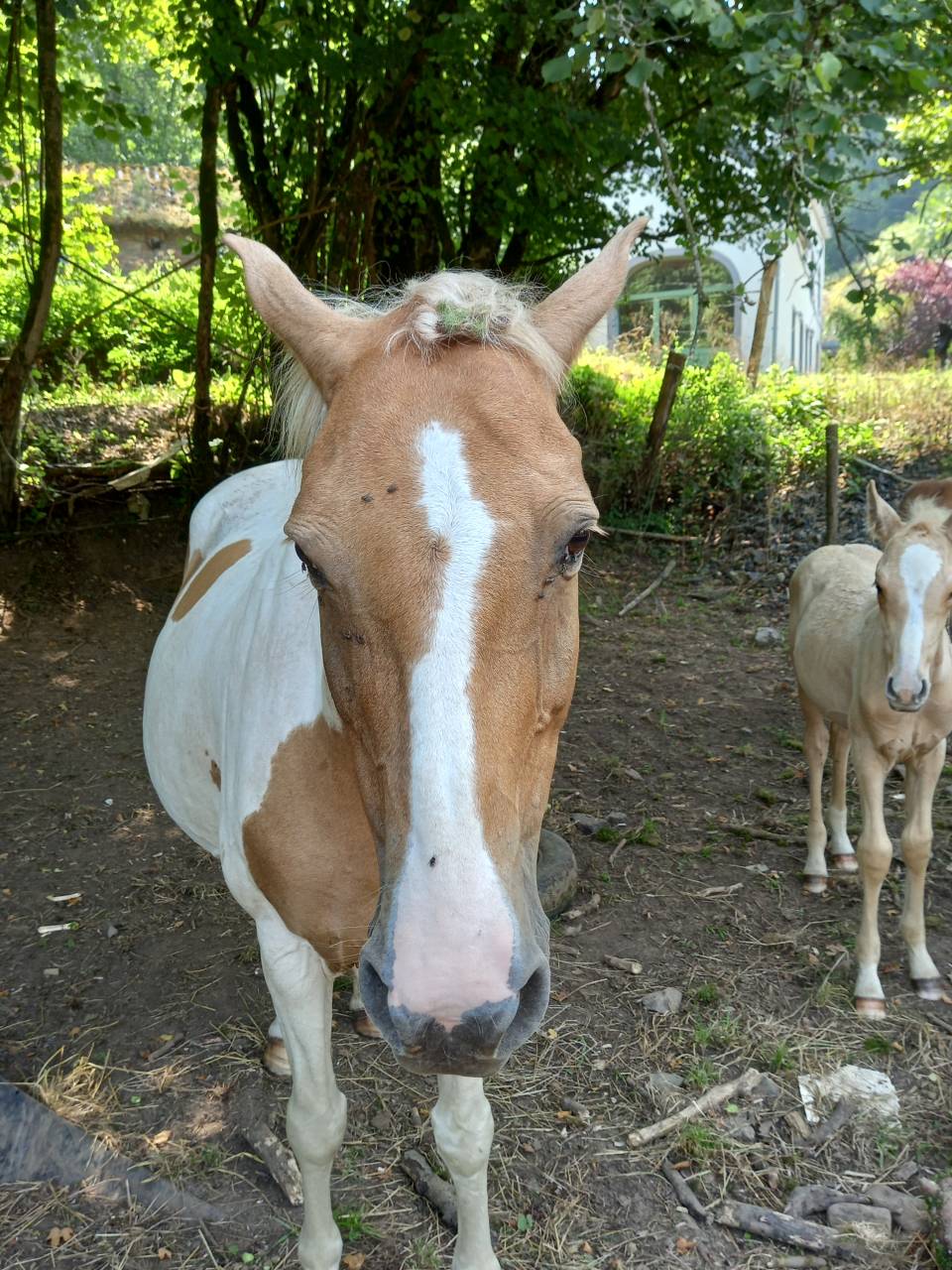 Mare Palomino For sale 2009 Coloured