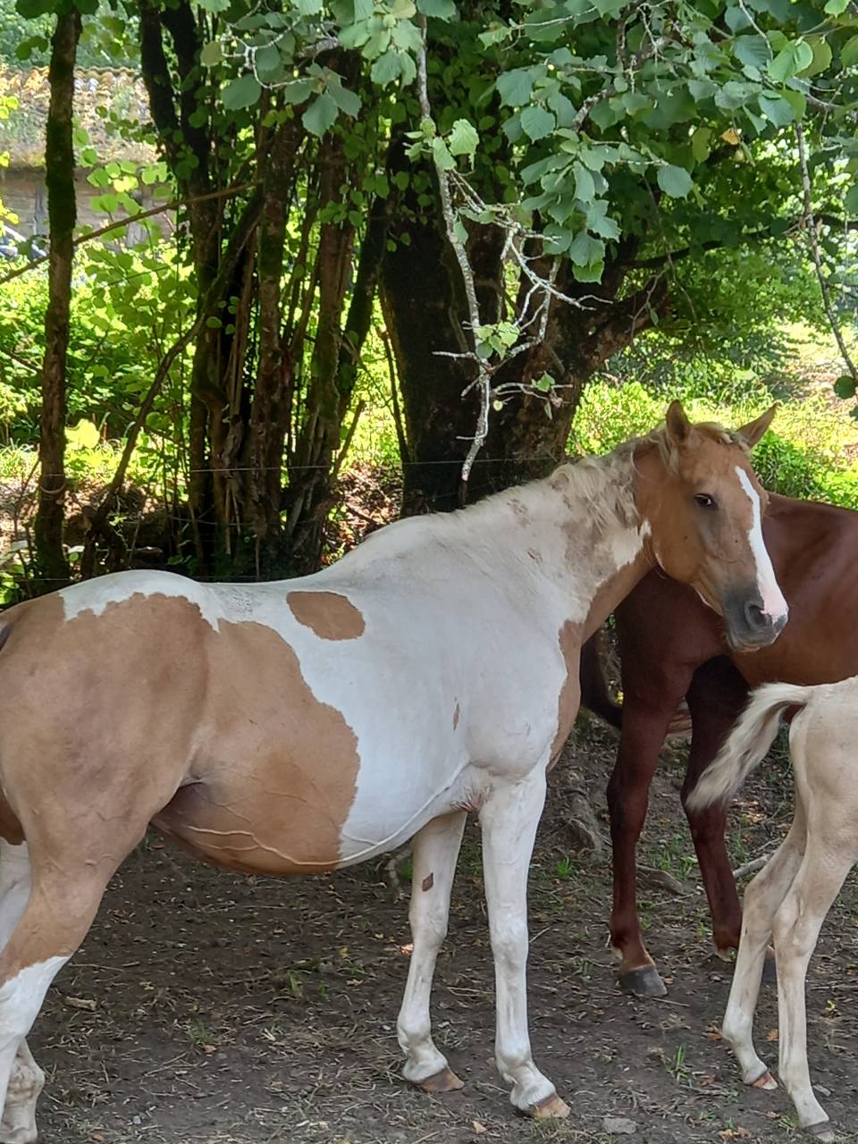 Mare Palomino For sale 2009 Coloured