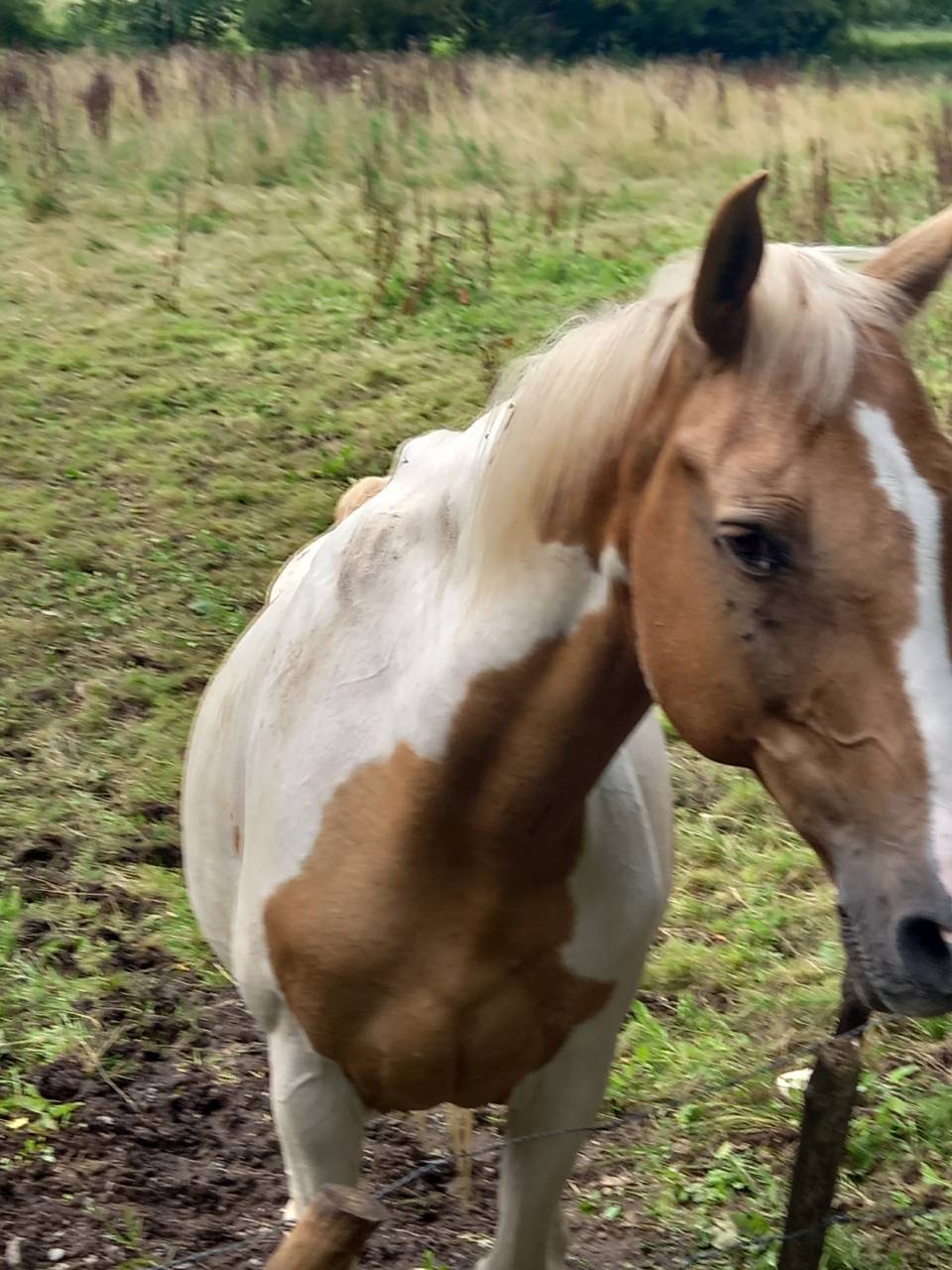 Mare Palomino For sale 2009 Coloured
