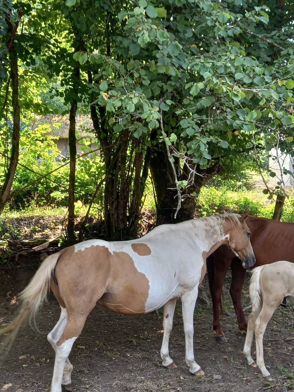 Mare Palomino For sale 2009 Coloured