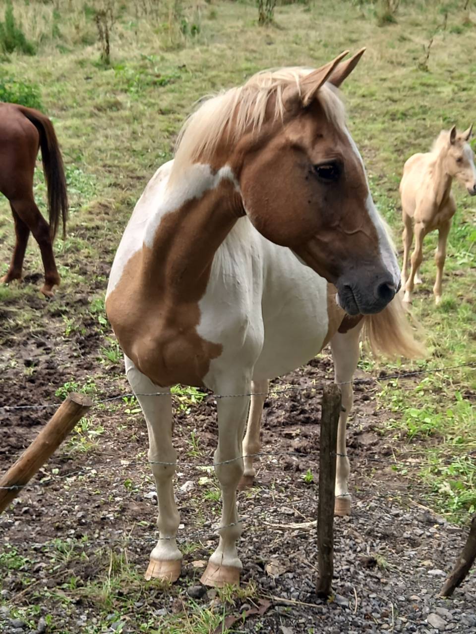 Mare Palomino For sale 2009 Coloured