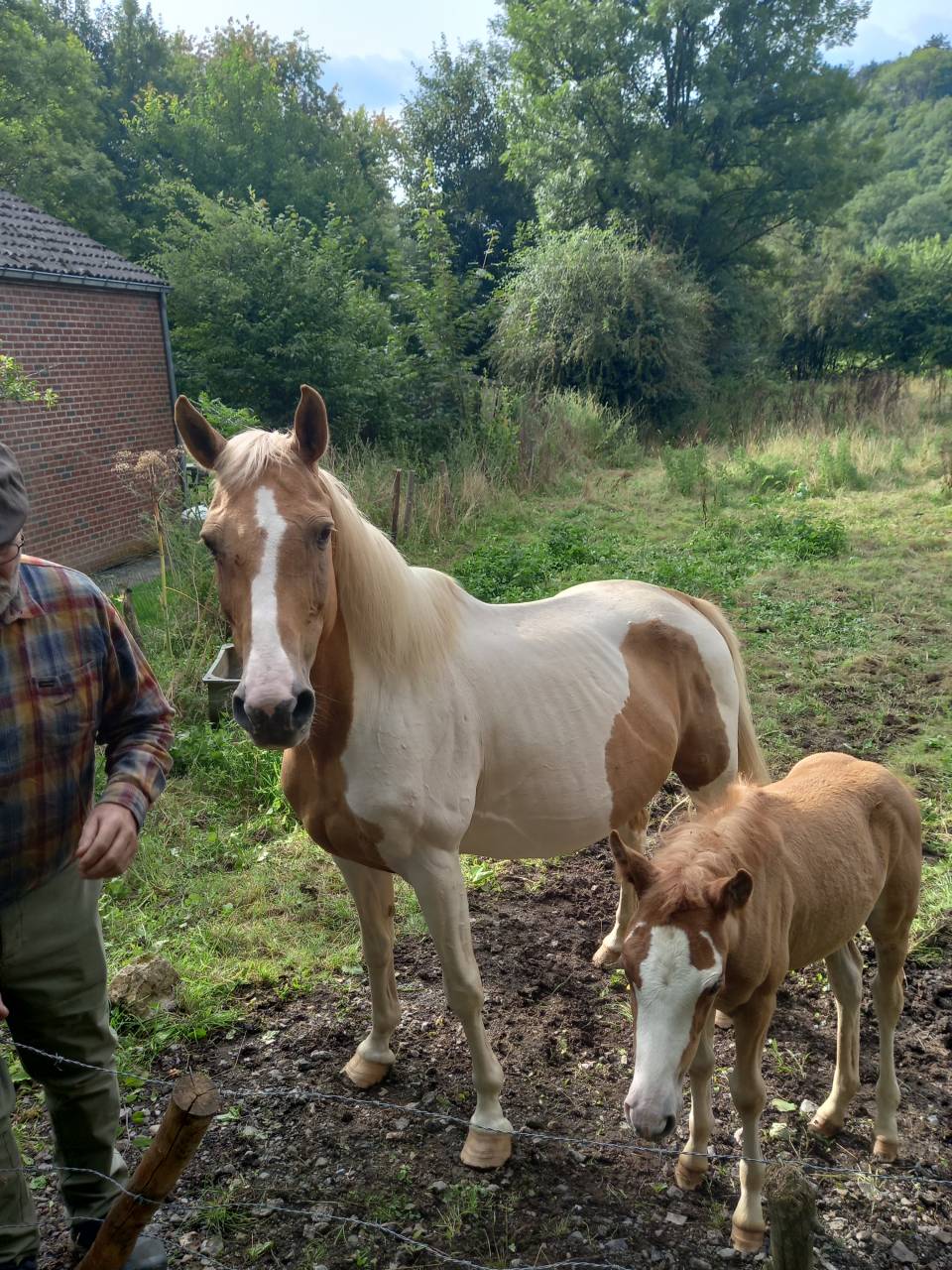 Mare Palomino For sale 2009 Coloured