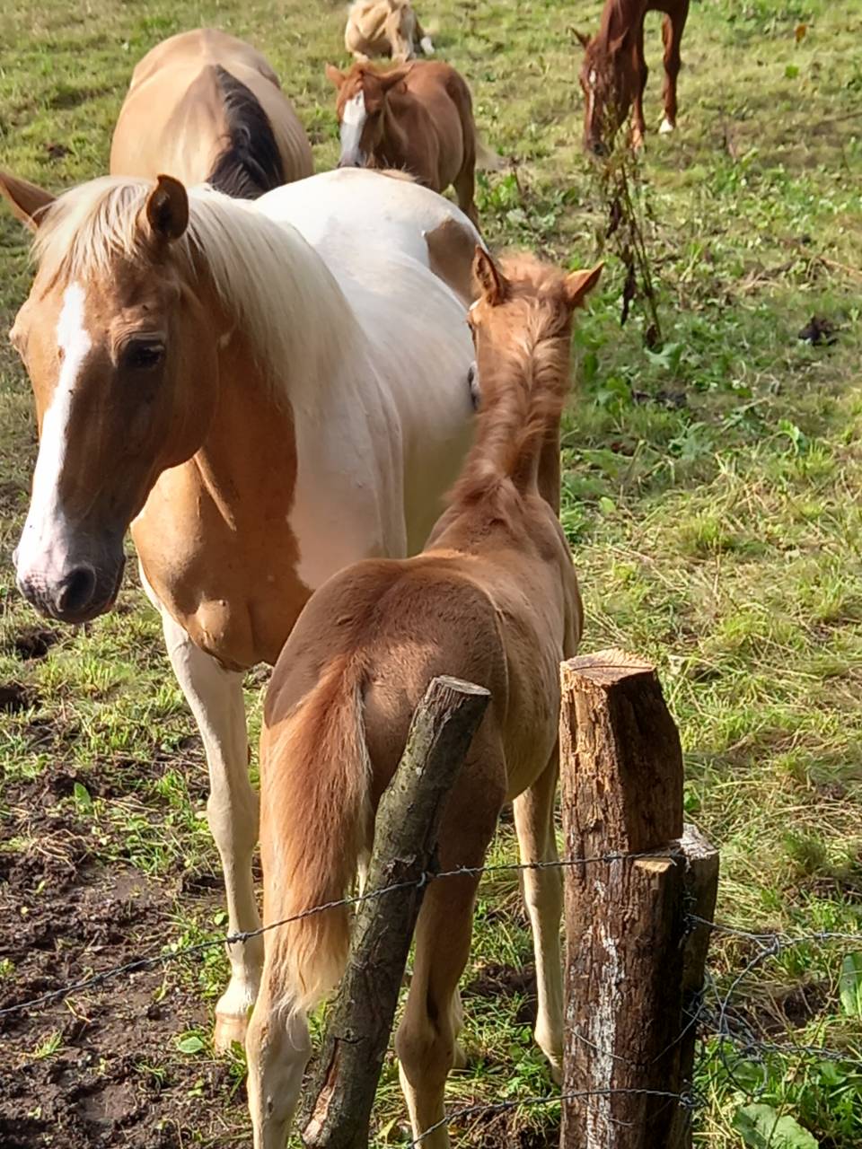 Mare Palomino For sale 2009 Coloured