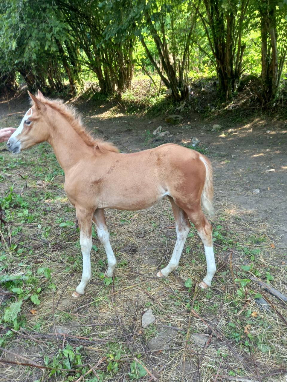 Mare Palomino For sale 2009 Coloured
