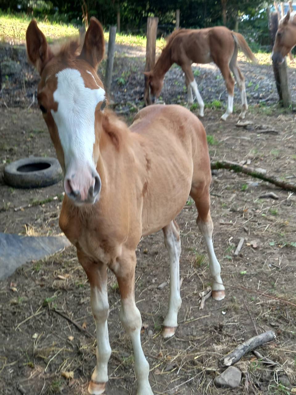 Mare Palomino For sale 2009 Coloured