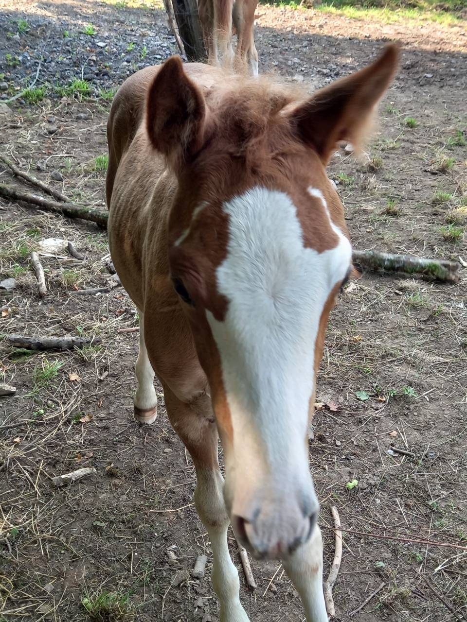 Mare Palomino For sale 2009 Coloured