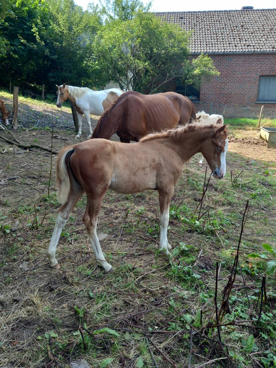 Mare Palomino For sale 2009 Coloured