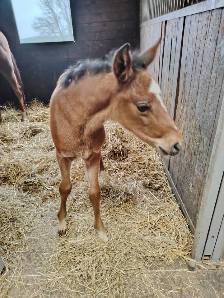 Colt French Saddle Pony For sale 2025 Dark Bay