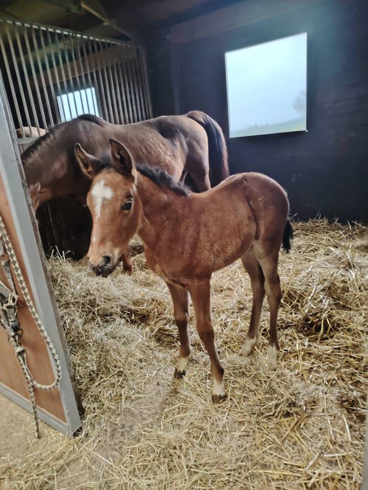 Colt French Saddle Pony For sale 2025 Dark Bay