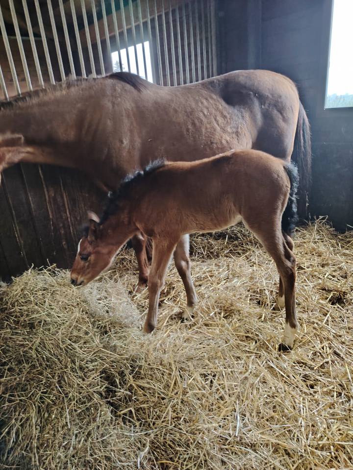 Colt French Saddle Pony For sale 2025 Dark Bay