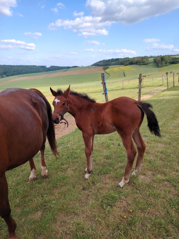 Colt French Saddle Pony For sale 2025 Dark Bay
