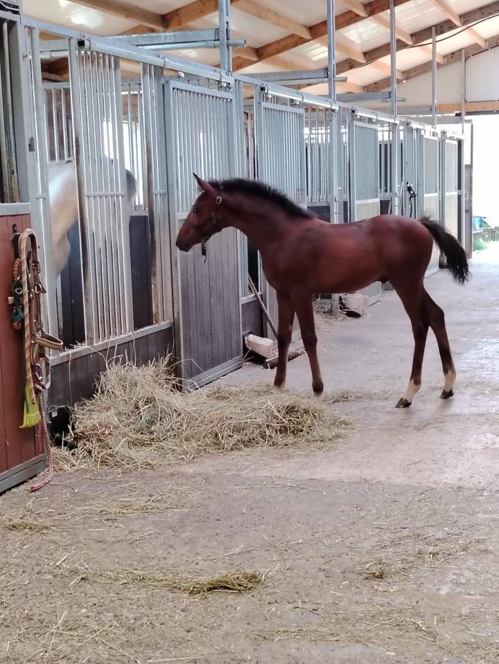 Colt French Saddle Pony For sale 2025 Dark Bay