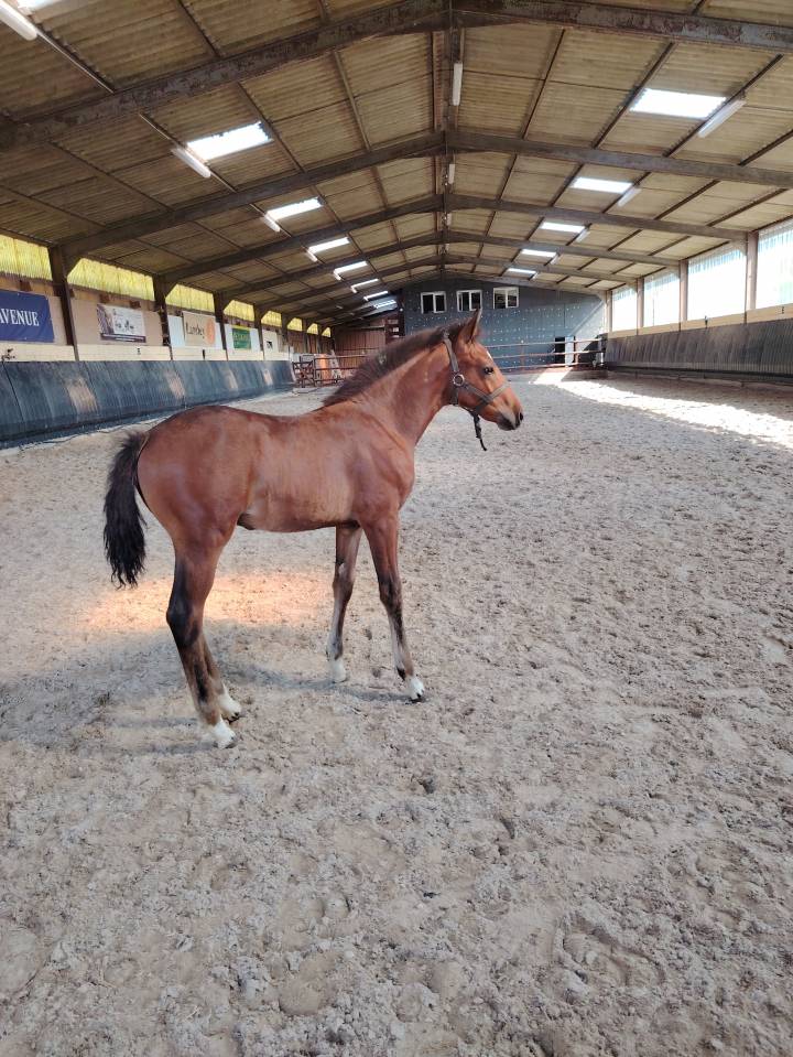 Colt French Saddle Pony For sale 2025 Dark Bay
