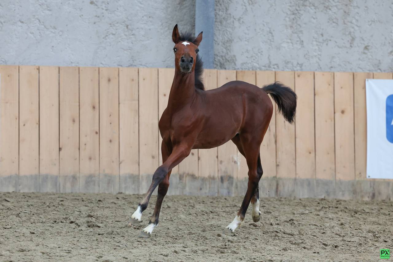 Colt French Saddle Pony For sale 2025 Dark Bay