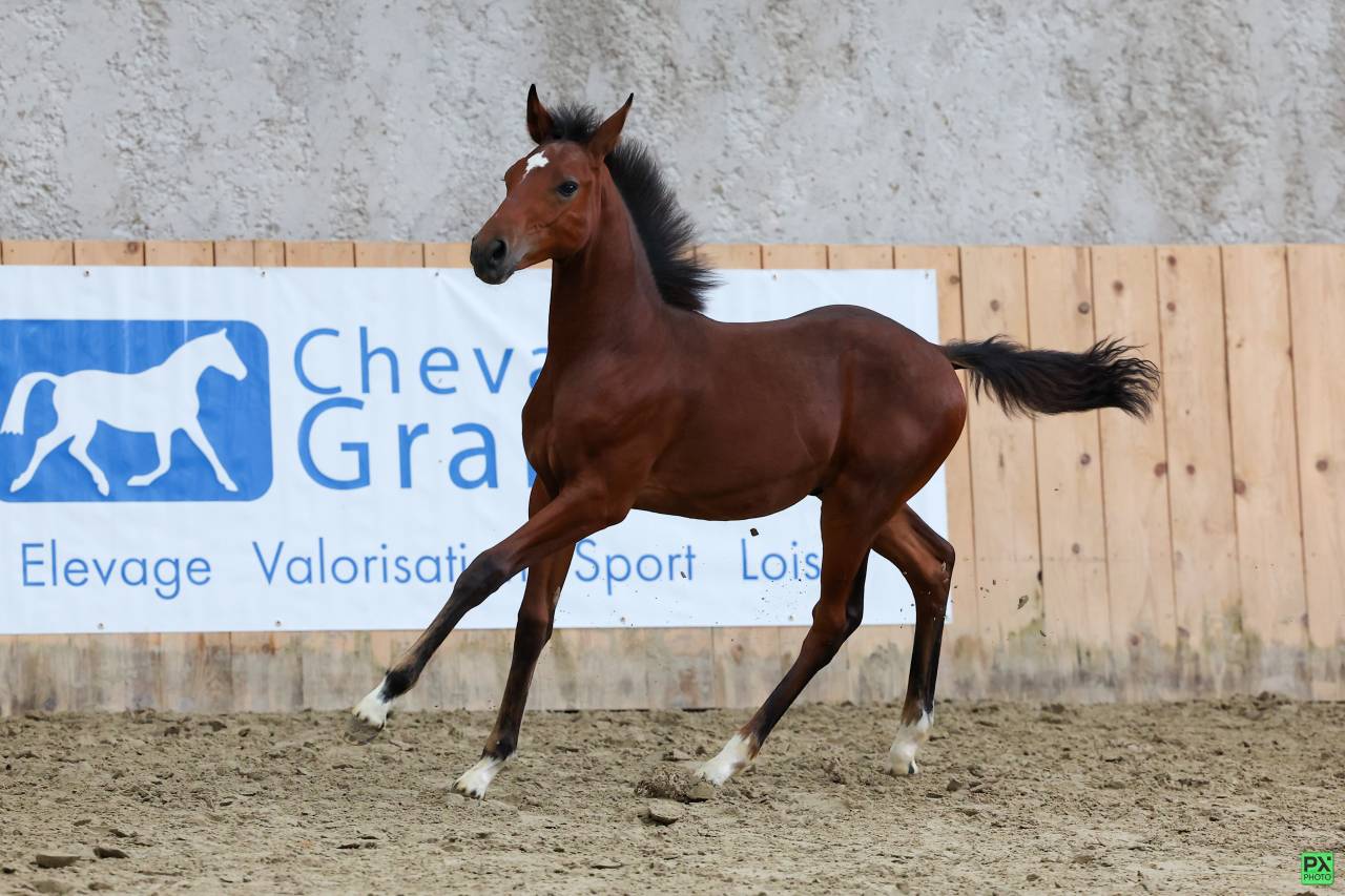 Colt French Saddle Pony For sale 2025 Dark Bay