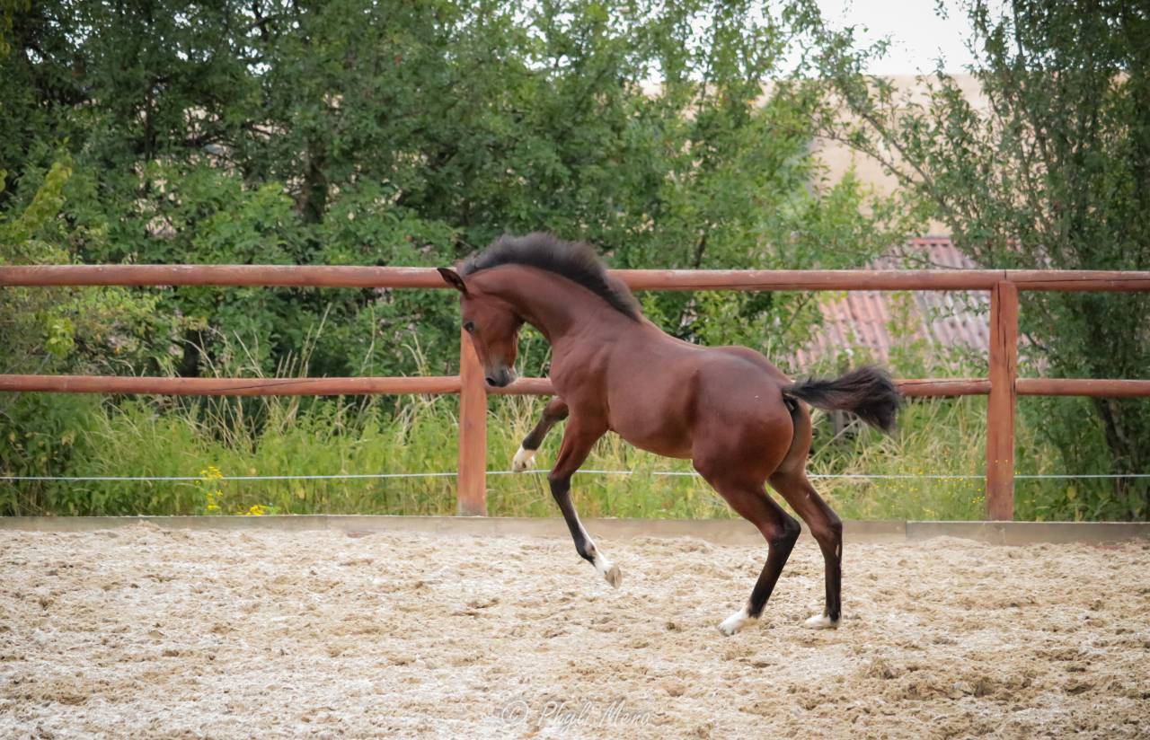 Colt French Saddle Pony For sale 2025 Dark Bay