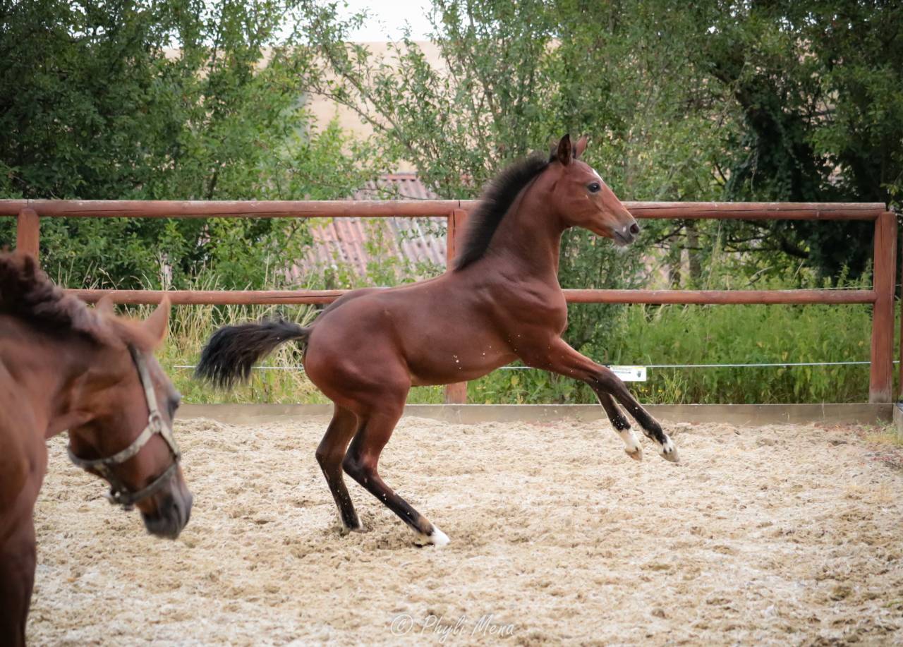 Colt French Saddle Pony For sale 2025 Dark Bay