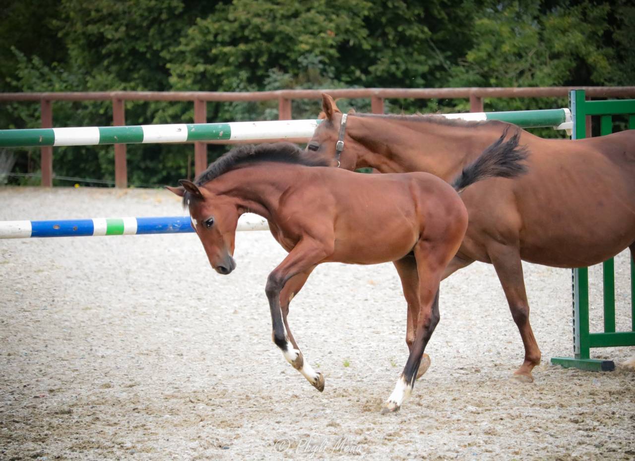 Colt French Saddle Pony For sale 2025 Dark Bay
