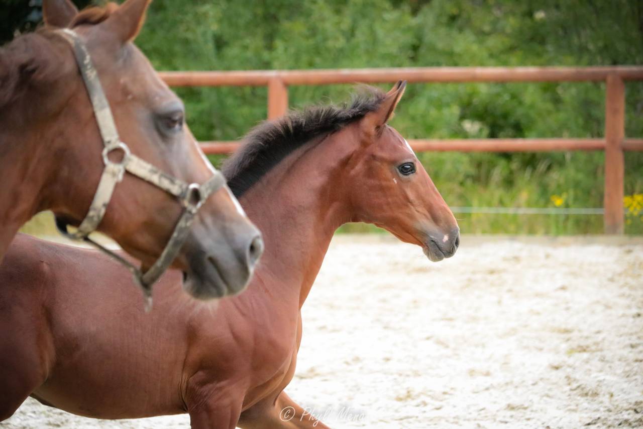 Colt French Saddle Pony For sale 2025 Dark Bay