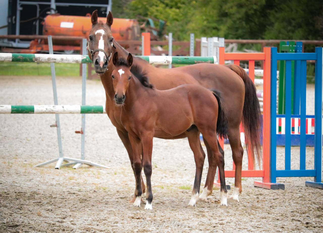 Colt French Saddle Pony For sale 2025 Dark Bay
