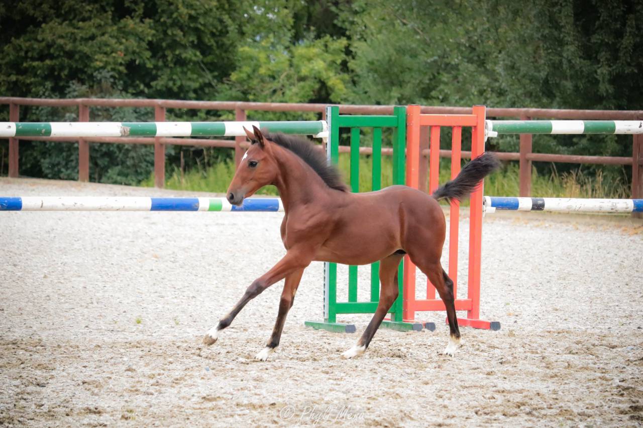Colt French Saddle Pony For sale 2025 Dark Bay