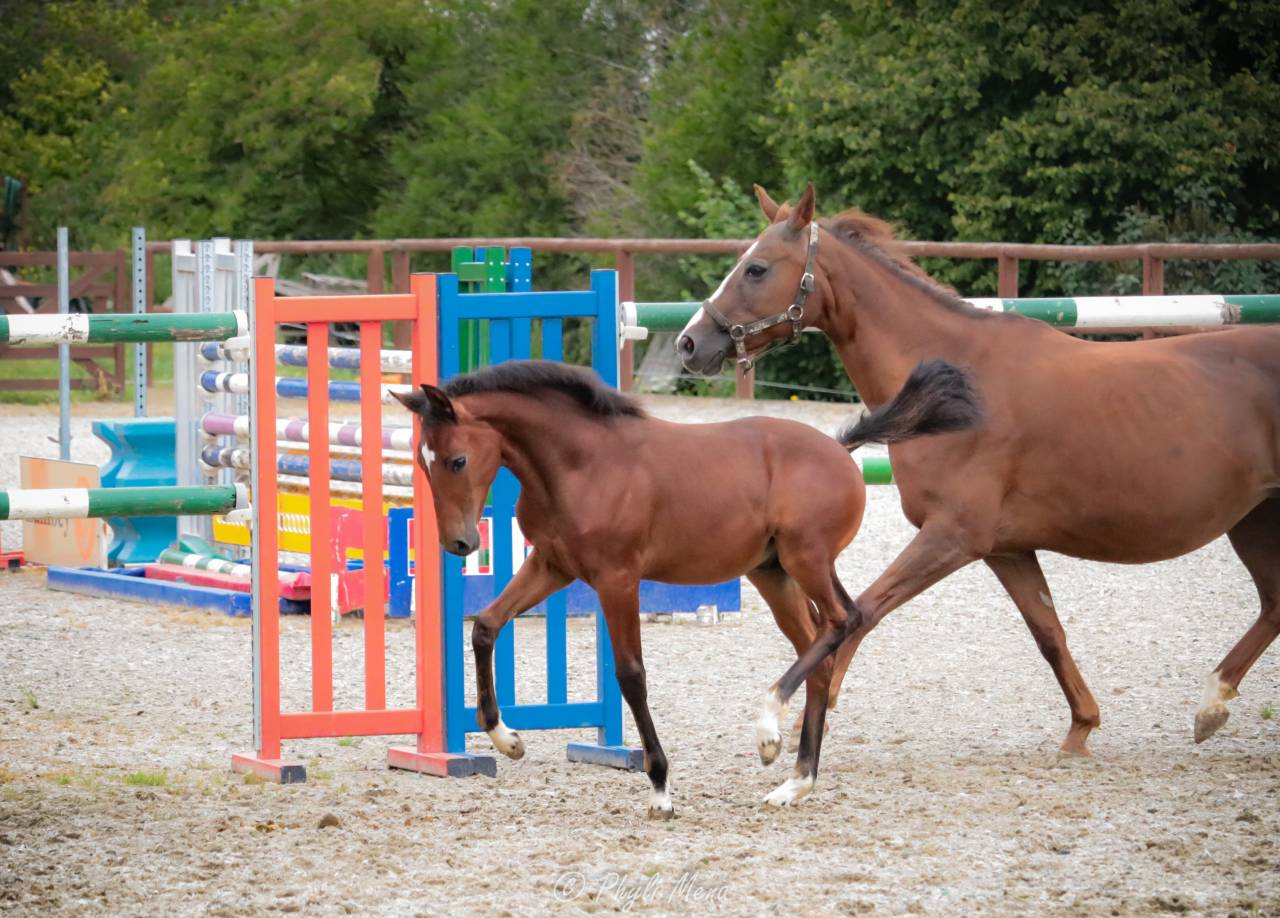 Colt French Saddle Pony For sale 2025 Dark Bay