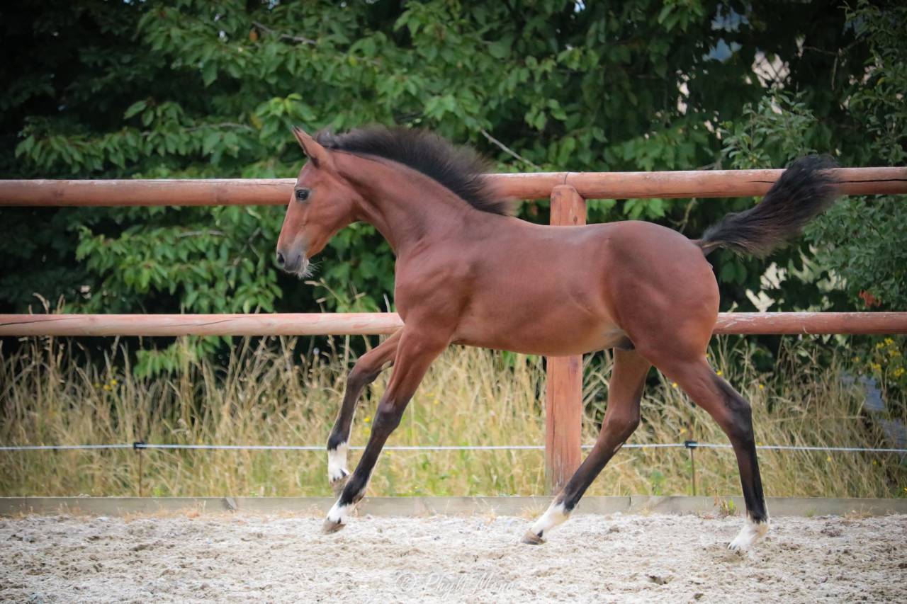 Colt French Saddle Pony For sale 2025 Dark Bay