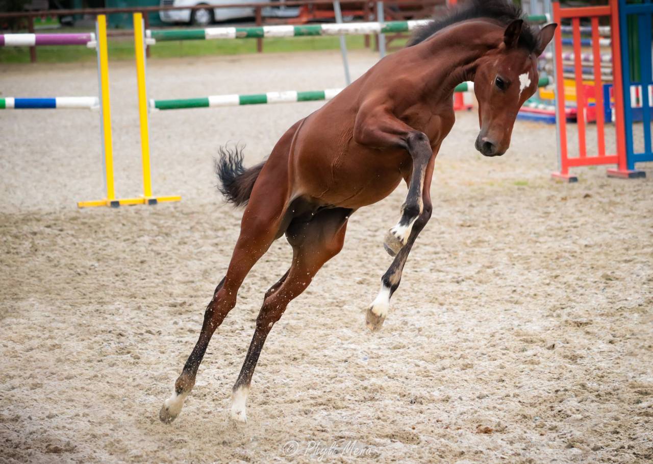 Colt French Saddle Pony For sale 2025 Dark Bay