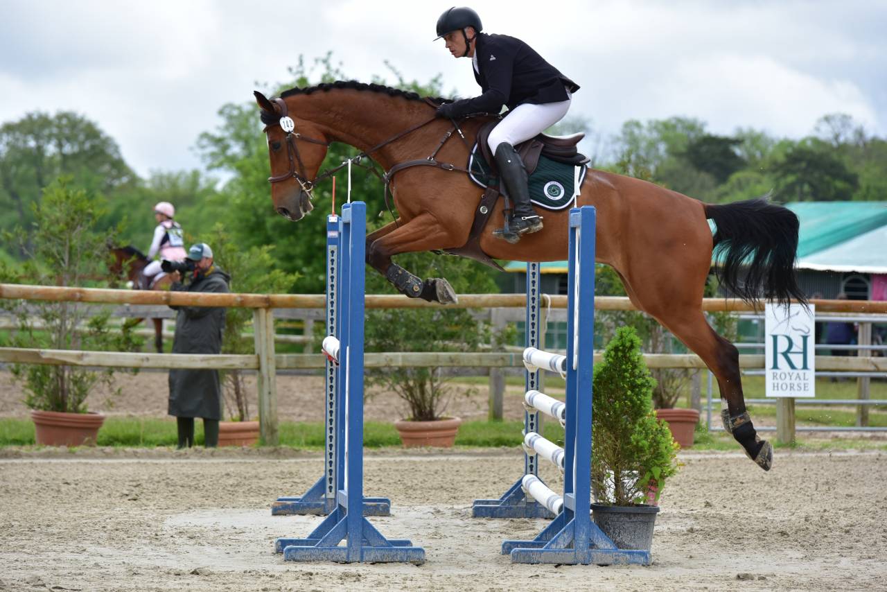 Gelding Zangersheide For sale 2016 Bay