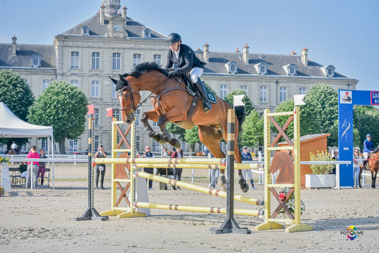 Gelding Zangersheide For sale 2016 Bay