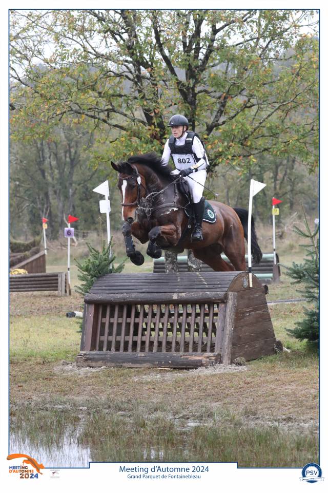 Gelding Zangersheide For sale 2016 Bay