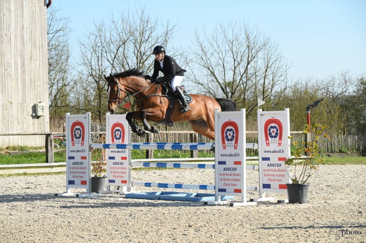 Gelding Zangersheide For sale 2016 Bay