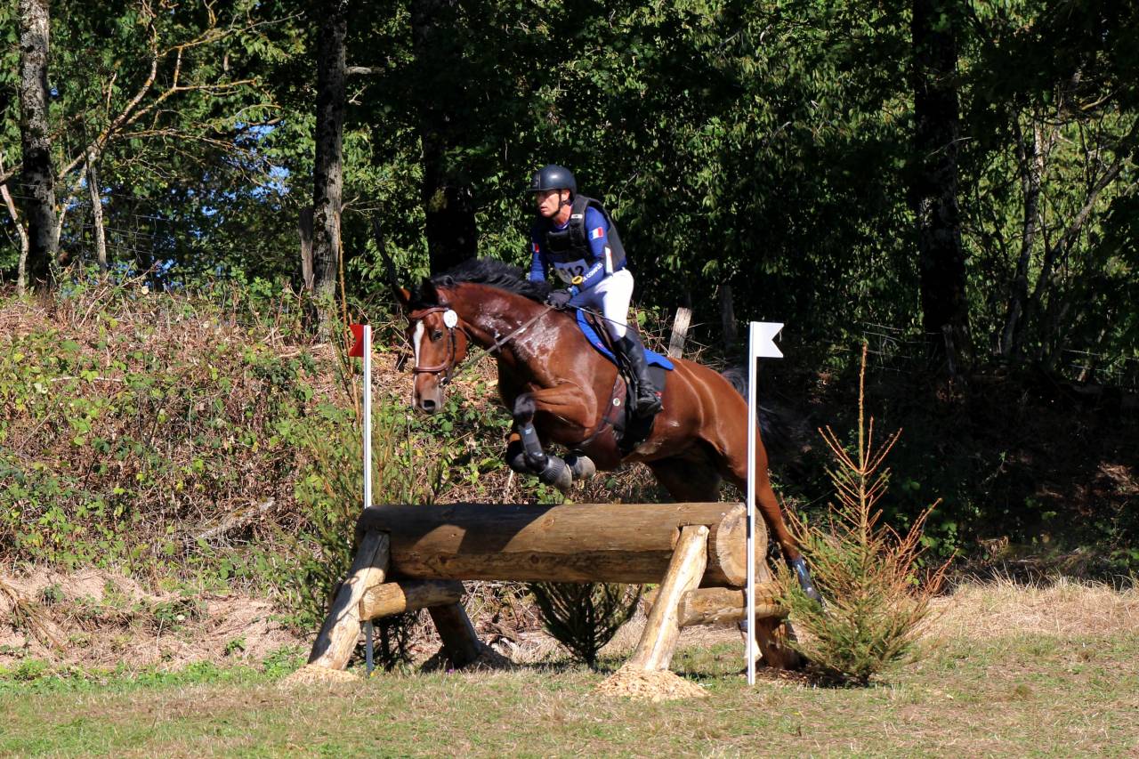 Gelding Zangersheide For sale 2016 Bay